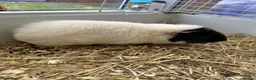Guinea Pig rodents for sale: Guinea pigs - Advert 4