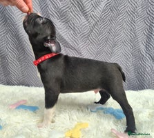Boston Terrier dogs SUPERB KC. health tested background. Boston pups - Advert 1