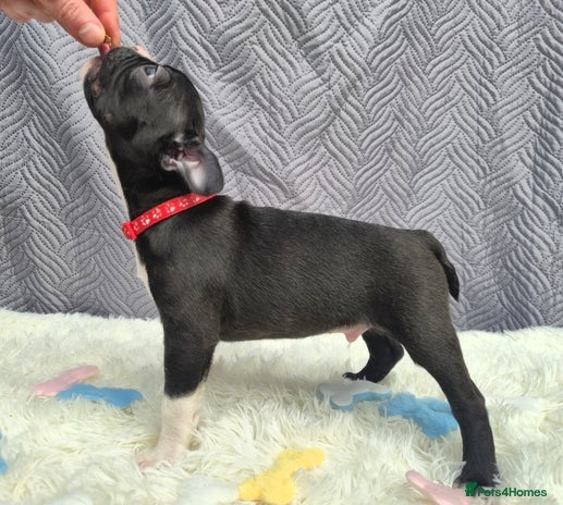 Boston Terrier dogs Last 2 boys- 5* boston terriers superb KC - Advert 9