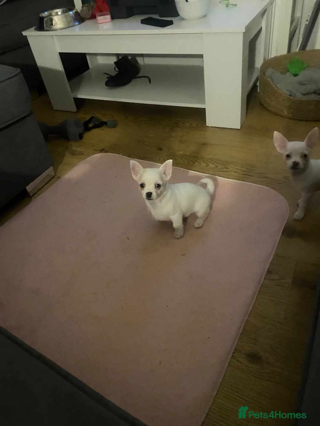 Jack Chi dogs for sale: Cream and white boy - Advert 2