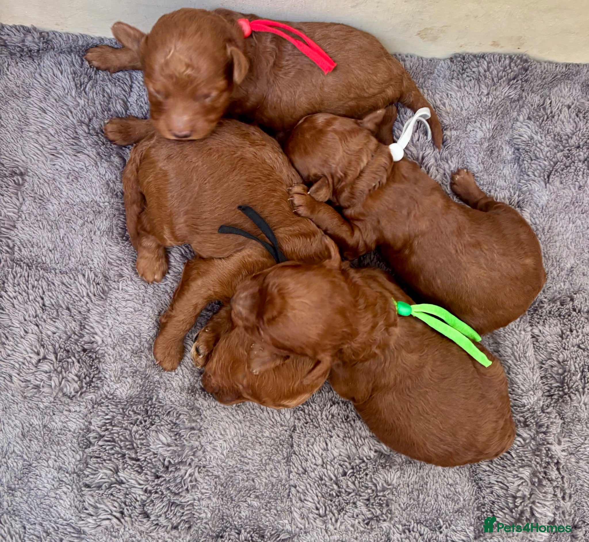 Toy Poodle dogs Tiny Toy ×Asian Poodle Puppies Ready 21/09/26 - Advert 4