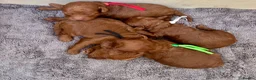 Toy Poodle dogs for sale: Tiny Toy ×Asian Poodle Puppies Ready 21/09/26 - Advert 9