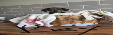 Miniature Dachshund 5
