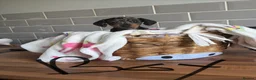 Miniature Dachshund dogs for sale: Kc miniature dachshund  - Advert 3