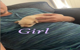 Chihuahua dogs for sale: Chihuahua puppies  - Image 4