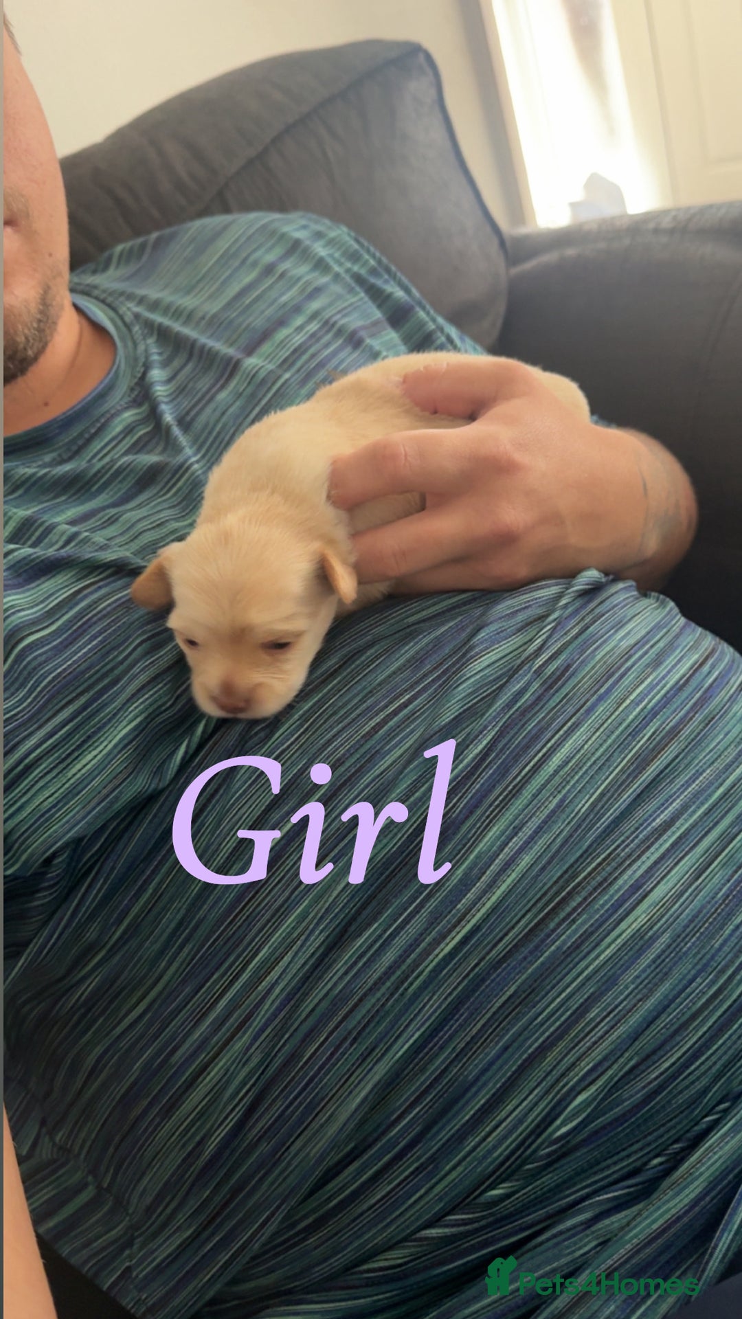 Chihuahua dogs for sale: Chihuahua puppies  - Image 4