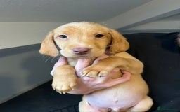 Labrador Retriever dogs for sale: Litter of seven beautiful labradors  - Image 3
