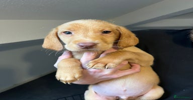 Labrador Retriever dogs - Advert 1