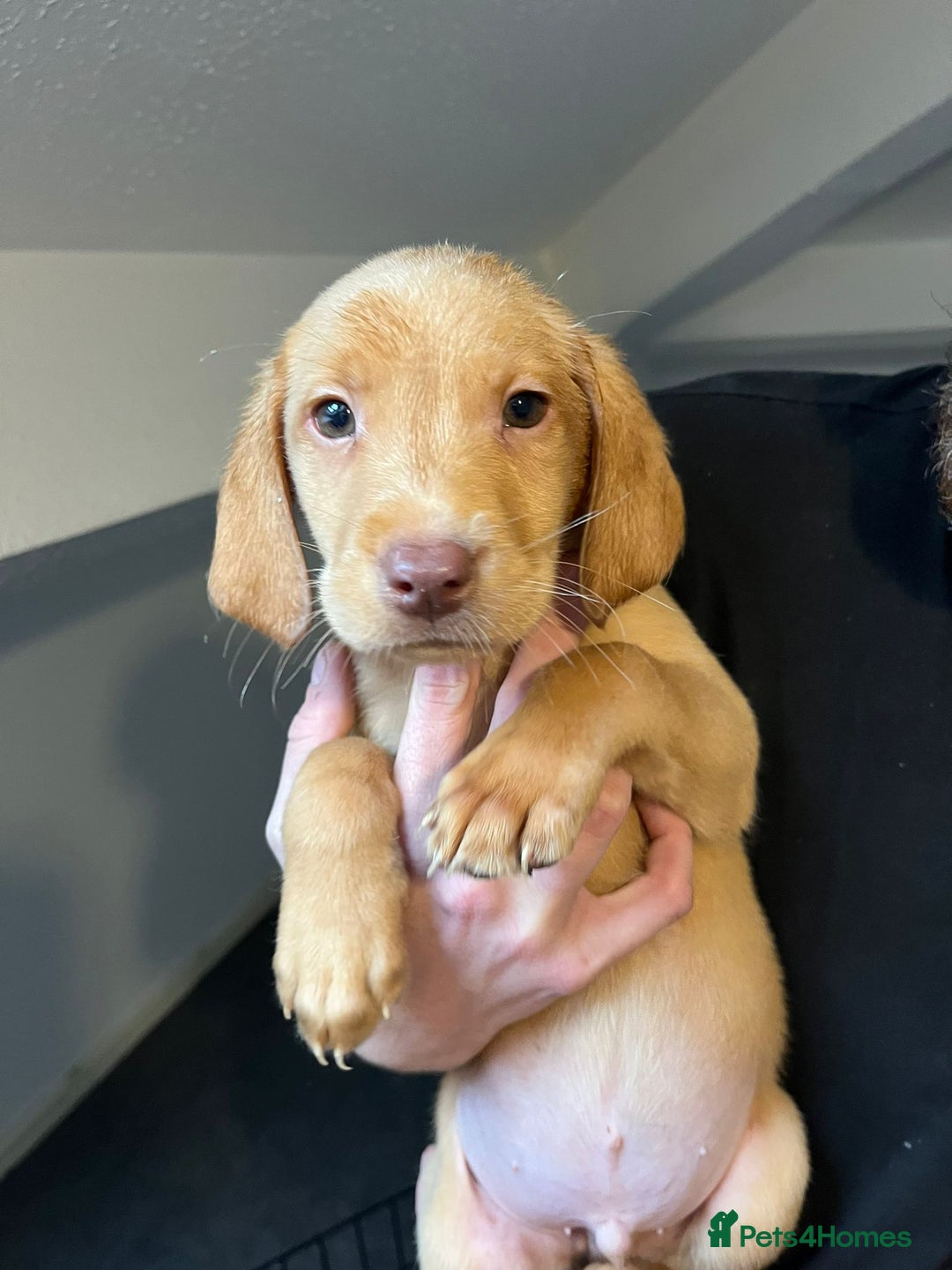 Labrador Retriever dogs for sale: Litter of seven beautiful labradors  - Image 3