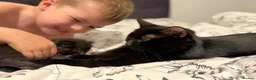 Mixed Breed cats for sale: Black Domestic Shorthair Kittens - Advert 7