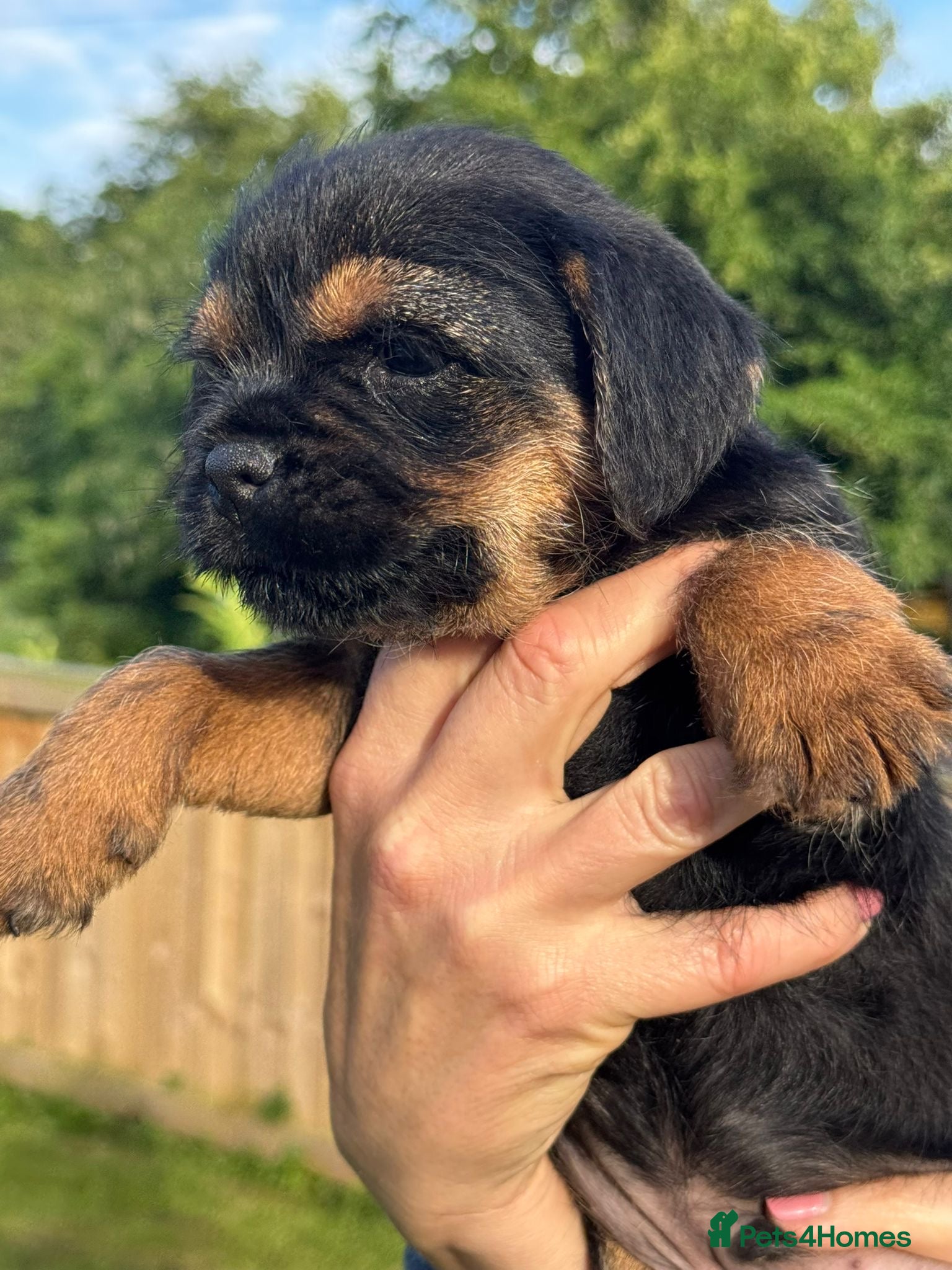 Border Terrier dogs Beautiful Border Terrier Puppies - Advert 15