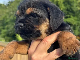 Border Terrier dogs Beautiful Border Terrier Puppies - Advert 2