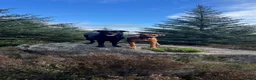 Rhodesian Ridgeback dogs for sale: Rhodesian ridgeback  in Inverurie - Advert 6