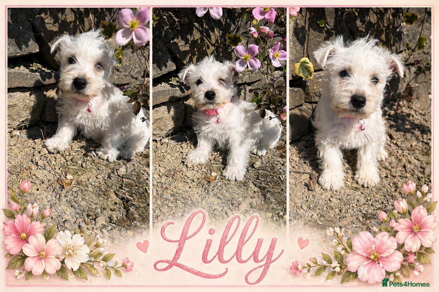 West Highland Terrier dogs Quality KC registered West Highland Terrier Pups - Advert 1