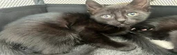 Mixed Breed cats for sale: Beautiful Half Siamese Kittens  - Advert 8