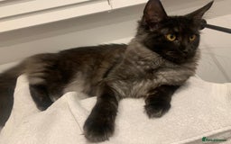 Maine Coon cats for sale: Full pedigree Maine Coon Female - Image 7