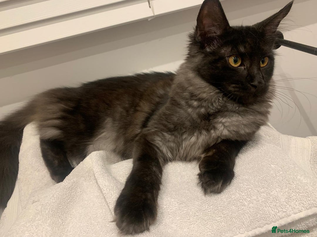 Maine Coon cats for sale: Full pedigree Maine Coon Female - Image 7
