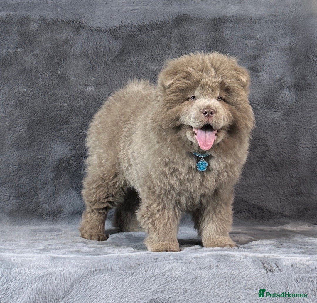 Chow Chow dogs for sale: Outstanding rare solid lilac male chow chow puppy  - Advert 10