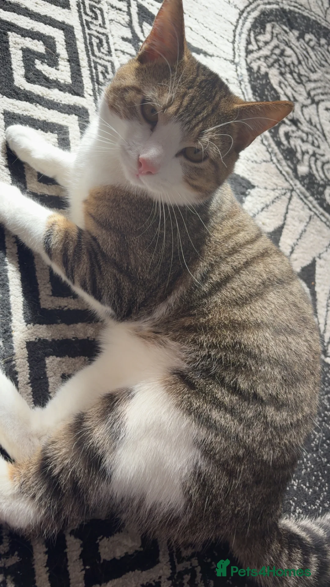 Mixed Breed cats for sale: 1 year old Male Cat in Morecambe - Advert 1