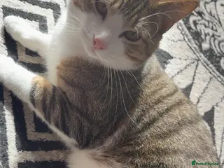 Mixed Breed cats 1 year old Male Cat - Advert 16