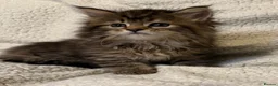 Mixed Breed cats for sale: Maine Coon X Norwegian Forest kittens in Southampton - Advert 7