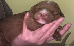 Labradoodle dogs for sale: Labradoodles for sale  - Image 6