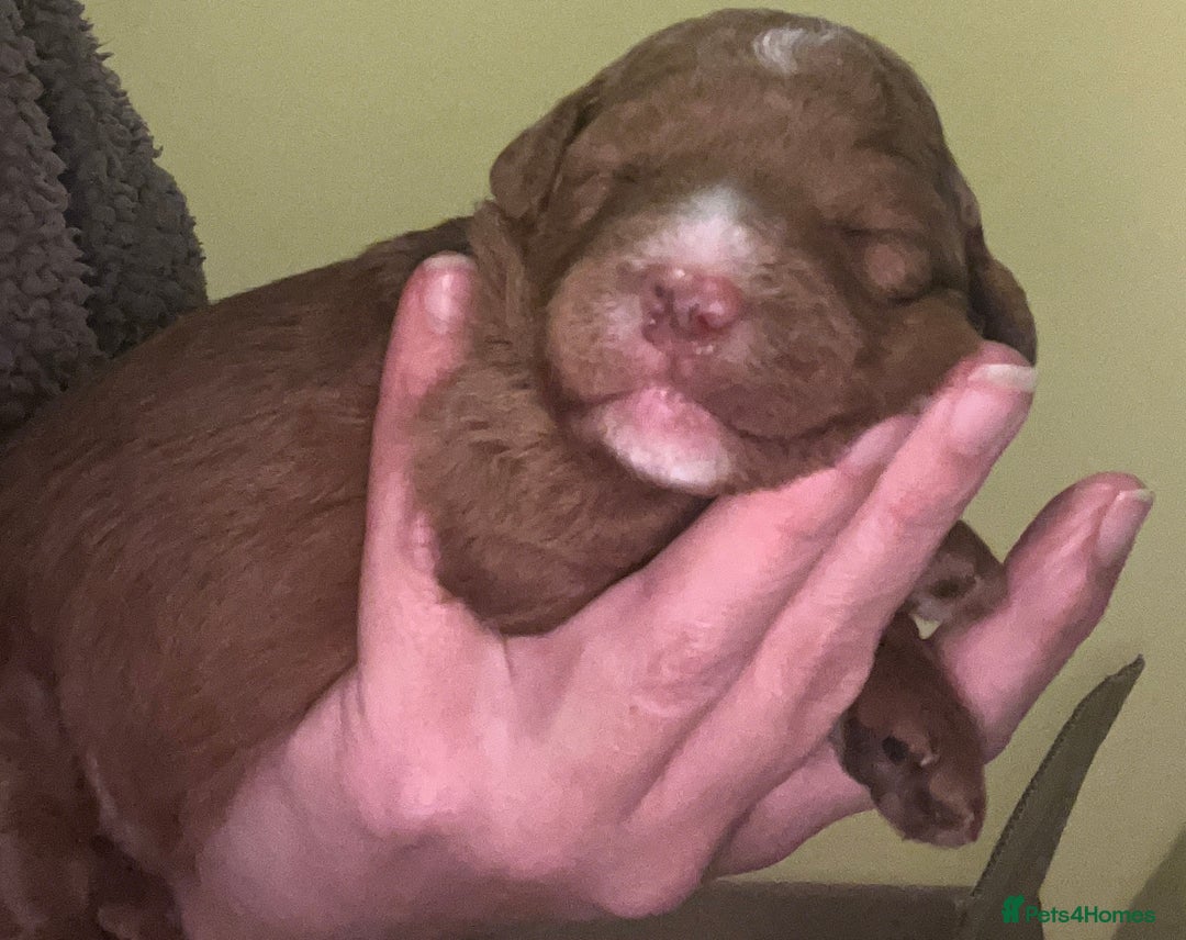 Labradoodle dogs for sale: Labradoodles for sale  - Image 6