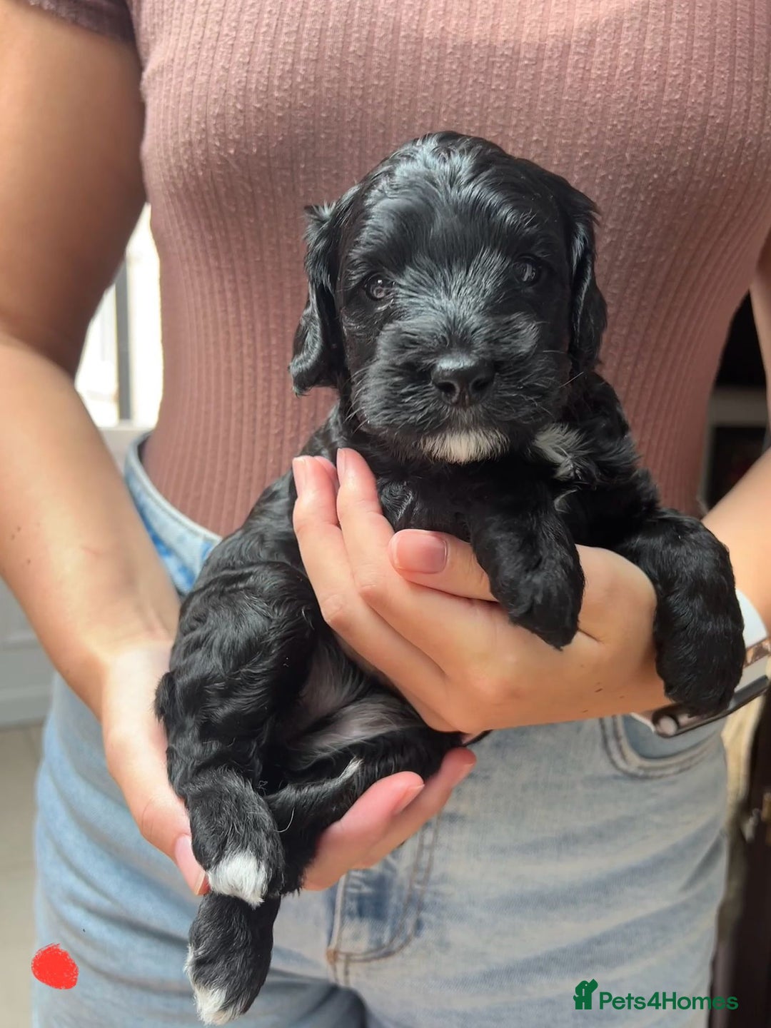 Cockapoo dogs for sale: Cockapoo Puppies For Sale - Image 3