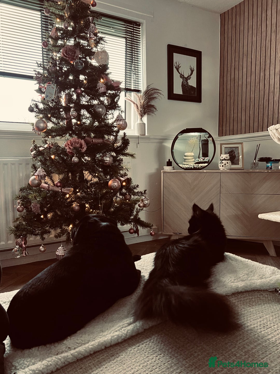 Maine Coon cats for sale: Willow  - Advert 9