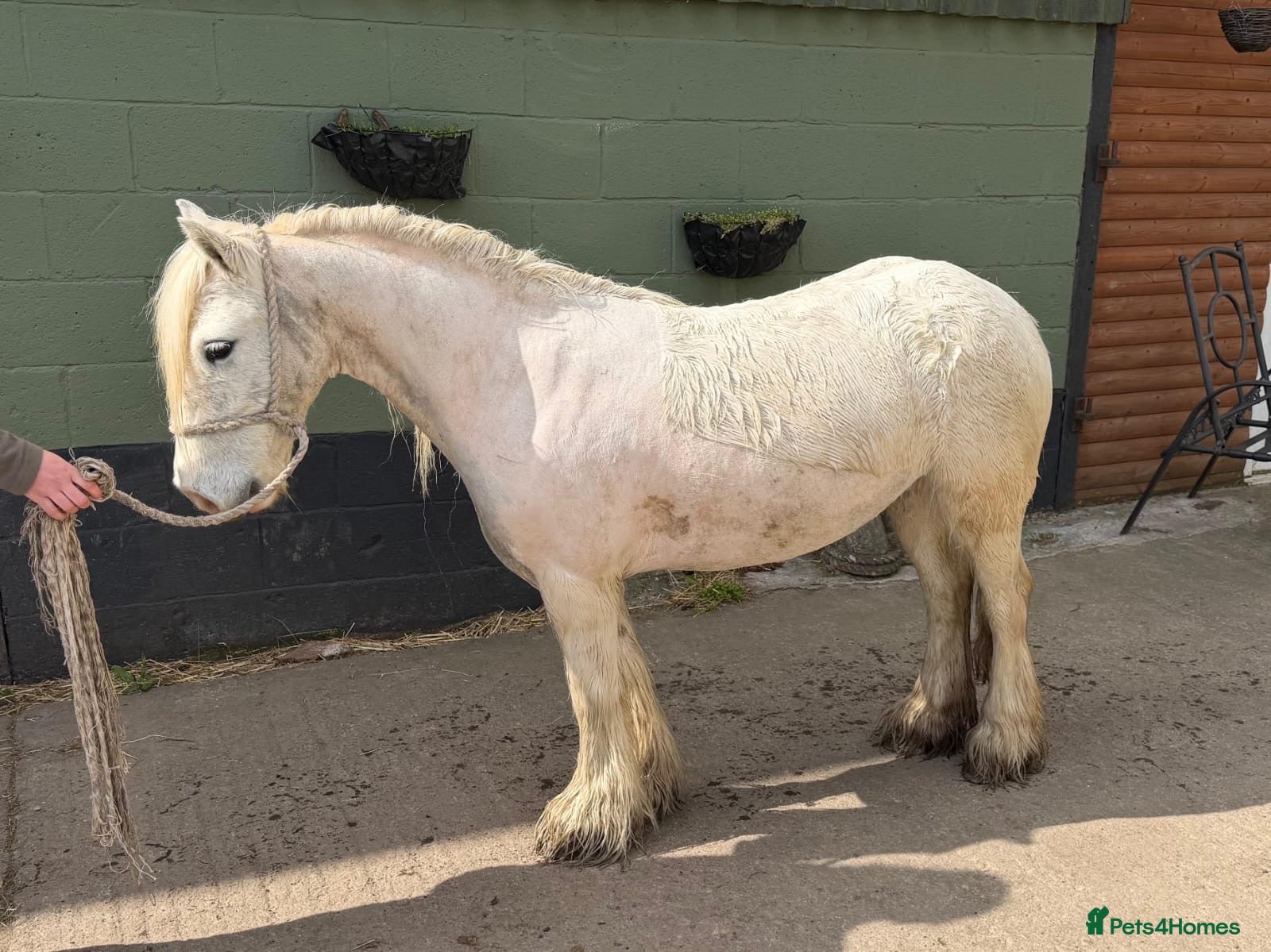 Miniature horses Rising 6 year old mini cob  - Advert 1