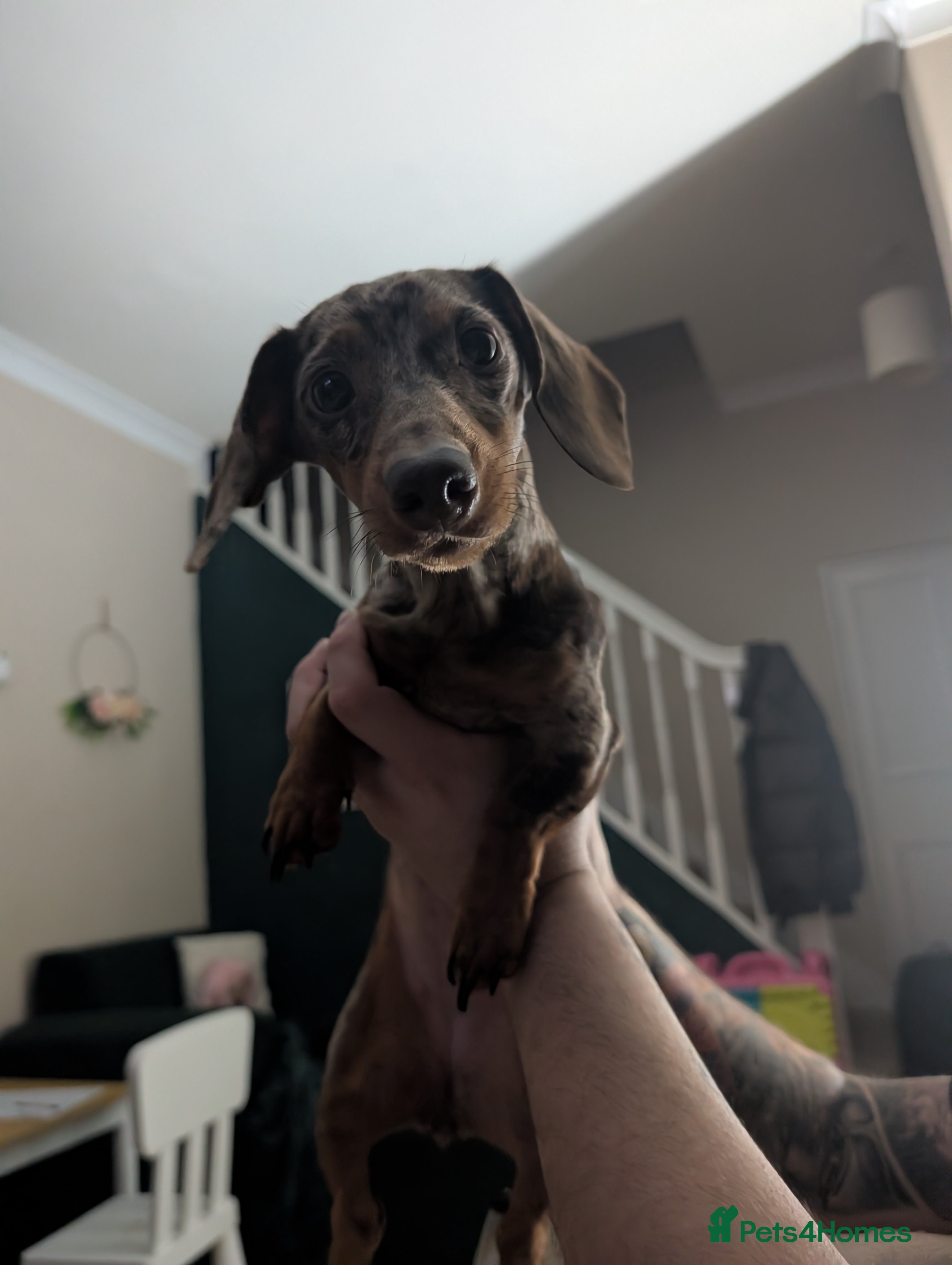 Miniature Dachshund dogs 1 year old female miniature daschund  - Advert 1