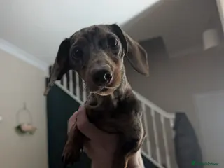 Miniature Dachshund dogs 1 year old female miniature daschund - Advert 5