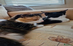 British Longhair cats for sale: English Long Haired Grey Kitten  - Image 5