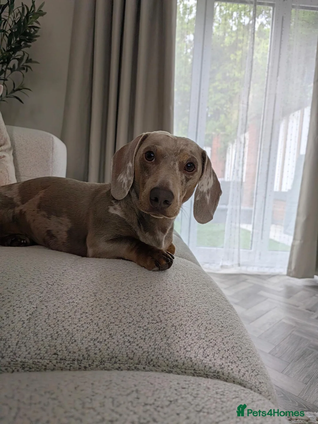 Miniature Dachshund dogs for stud: Miniature Dachshund Isabelle tan and cream dapple  in Loughborough - Advert 2