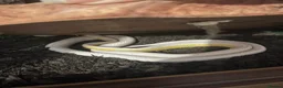 Corn Snake reptiles for sale: Male Snow Stripe 66% Het Lavender  - Advert 4
