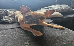 French Bulldog dogs for sale: French bulldog  - Image 2