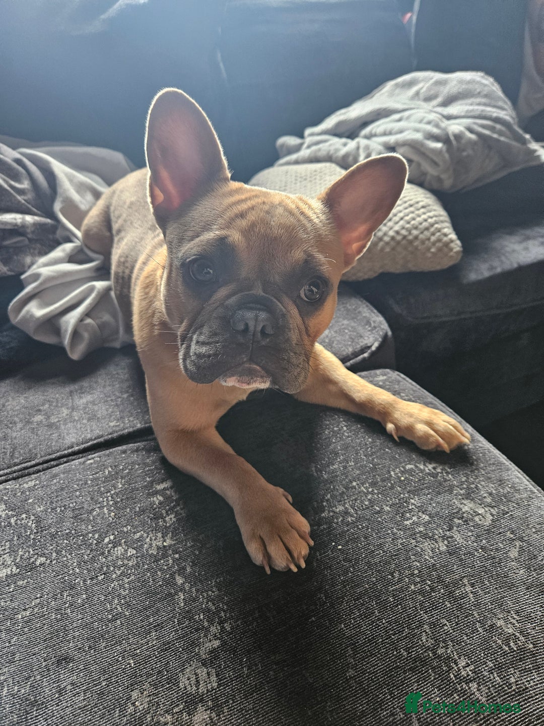 French Bulldog dogs for sale: French bulldog  - Image 2