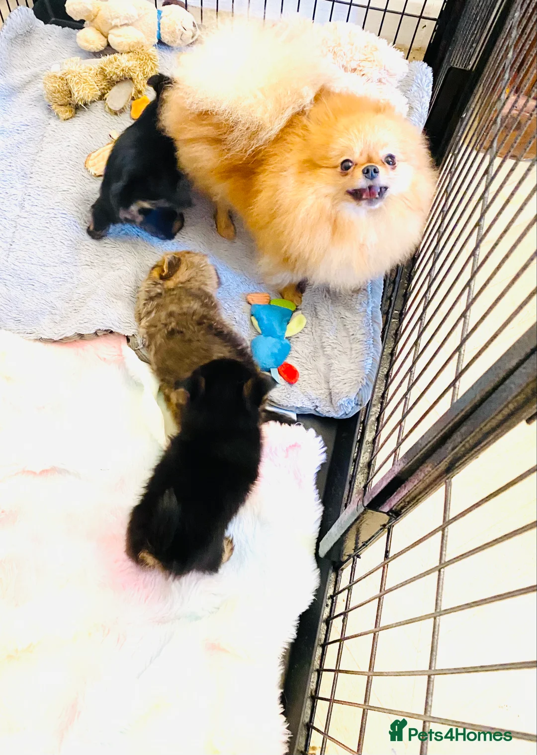 Mixed Breed dogs for sale: Adorable Pom/yorkshire puppy’s  - Advert 8