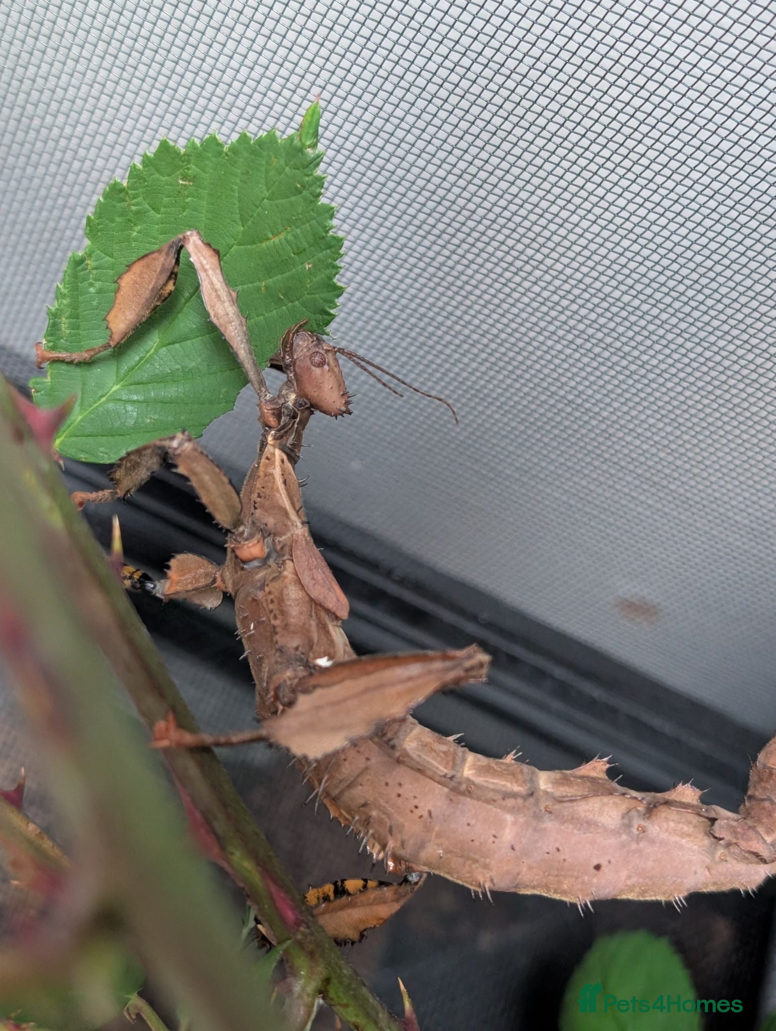 Stick Insects invertebrates Baby Macleay's Spectre Stick Insects - Advert 1