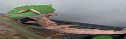 Stick Insects invertebrates for sale: Baby Macleay's Spectre Stick Insects - Advert 1