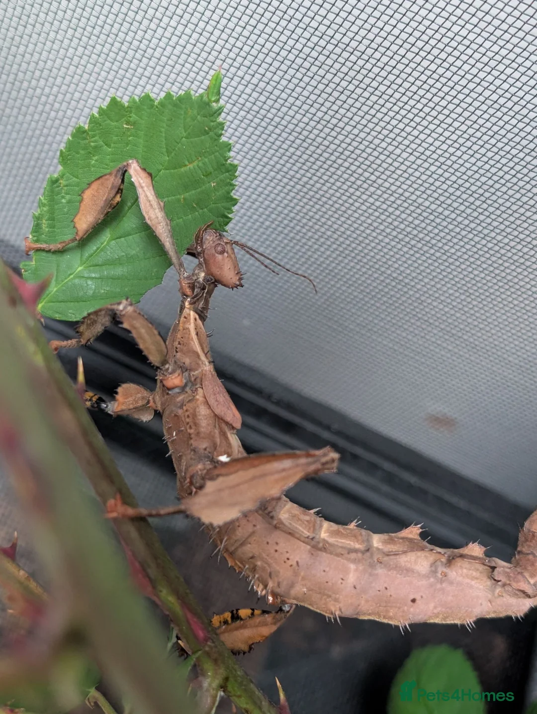 Stick Insects invertebrates for sale: Baby Macleay's Spectre Stick Insects - Advert 1