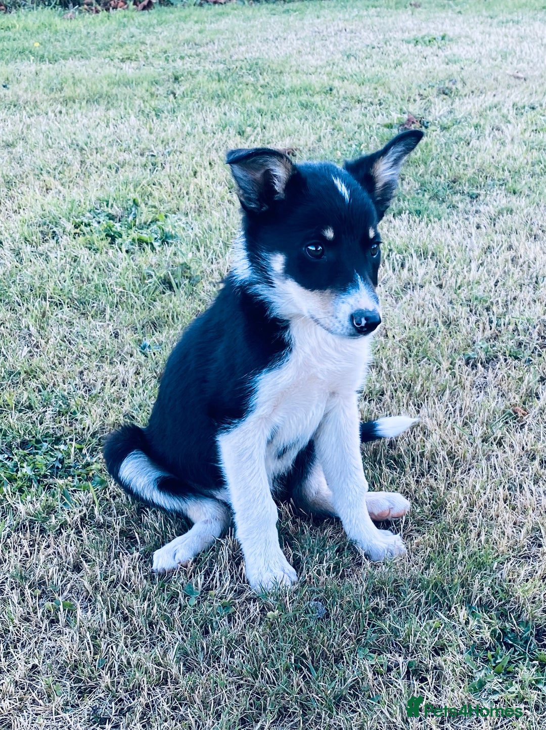 Border Collie dogs for sale: Collie puppies - Image 7