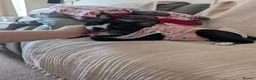 Mixed Breed cats for sale: Tiger,the black boy  - Advert 6