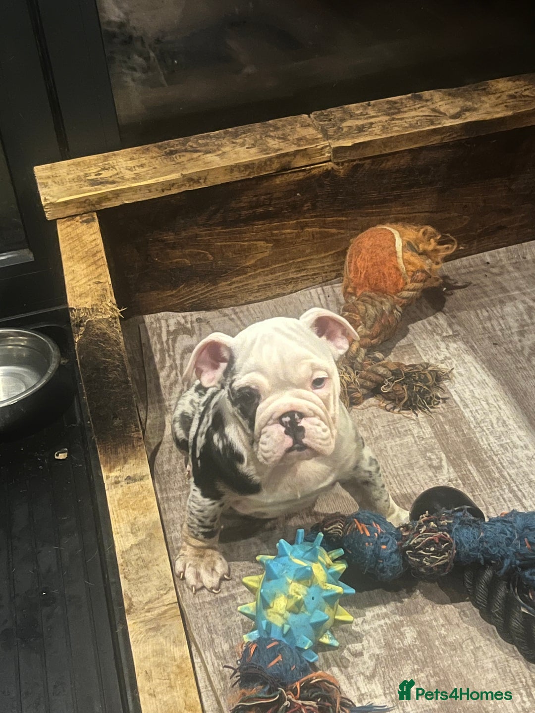 English Bulldog dogs for sale: English bulldog - Advert 5