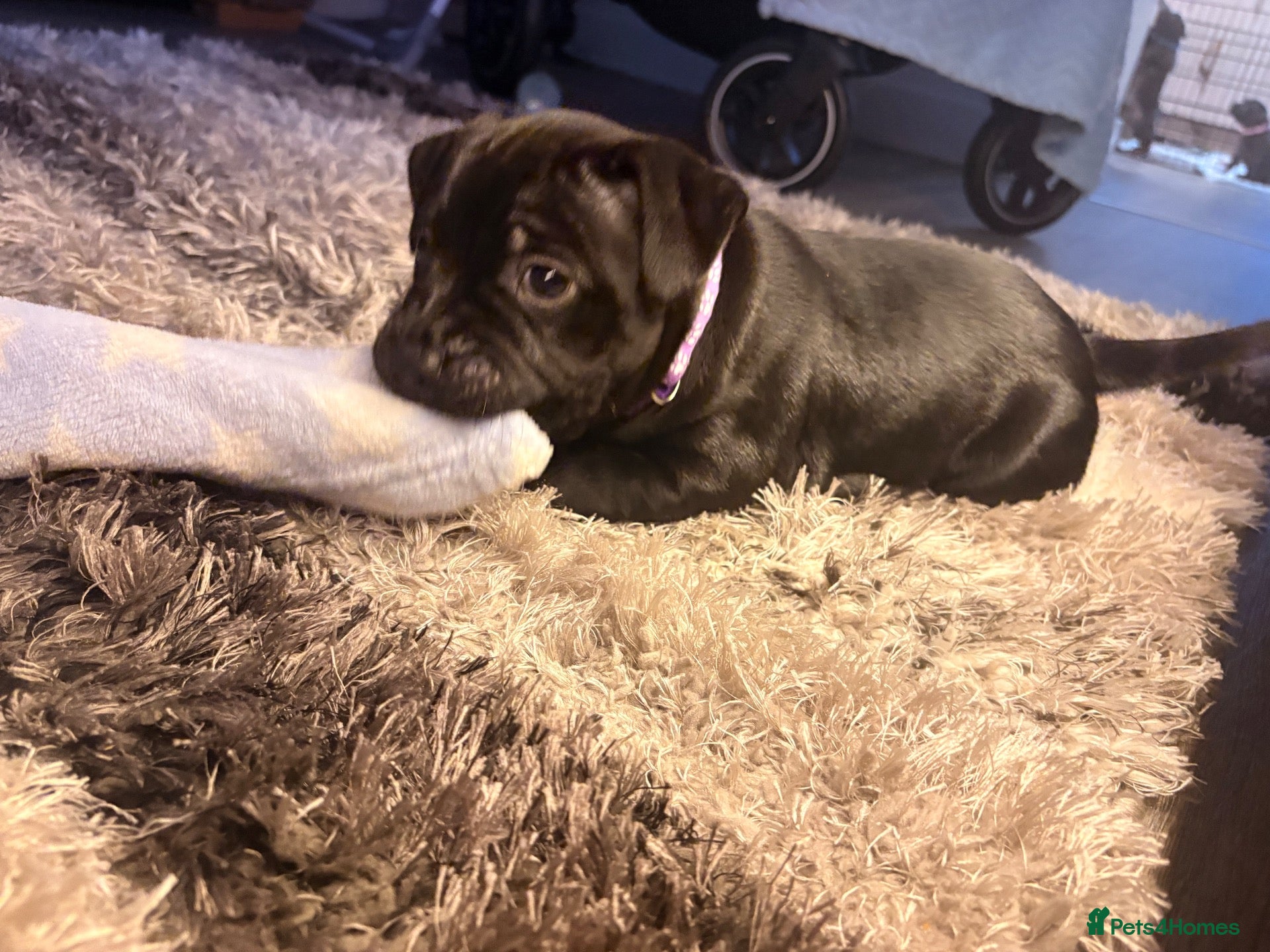 Staffordshire Bull Terrier dogs 🐾 – READY 28TH OCTOBER!! CHUNKY BLUE & BLACK 🐾  - Advert 2