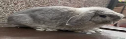 Mini Lop rabbits for sale: Nice Type Brood Doe - Advert 1