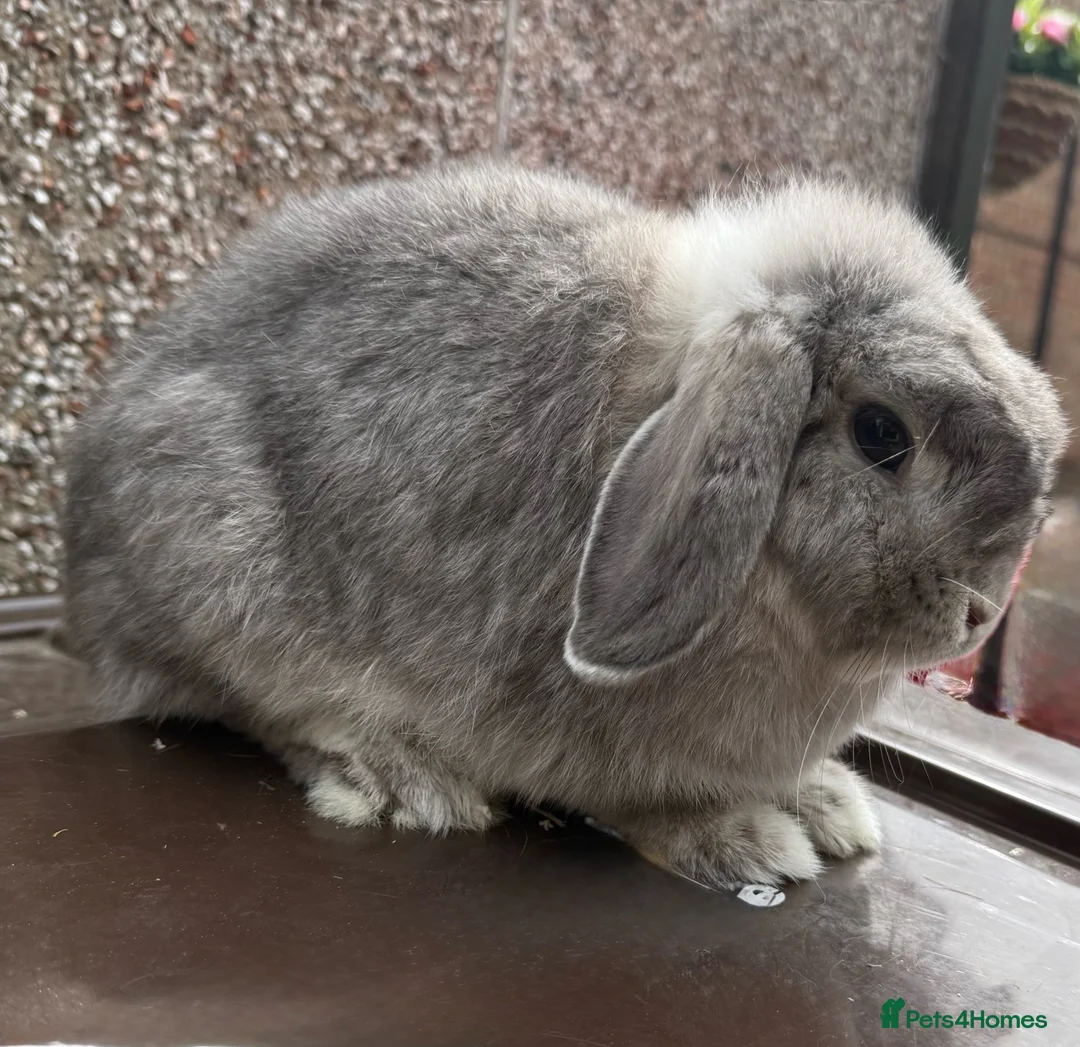 Mini Lop rabbits for sale: Nice Type Brood Doe - Advert 1