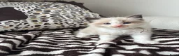 Ragdoll cats for sale: Ragdoll kittens  - Advert 9
