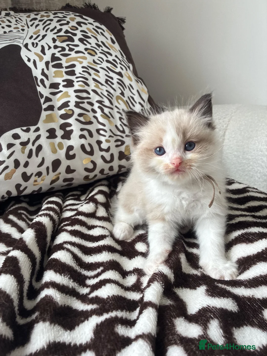Ragdoll cats for sale: Ragdoll kittens  - Advert 9