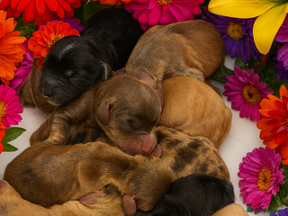 Cockapoo dogs Extensive DNA Tested cockapoo pups Ready 5th Feb - Advert 1